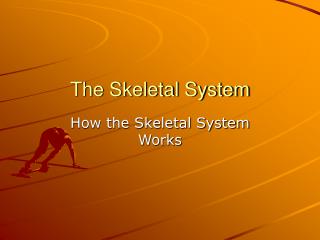 The Skeletal System