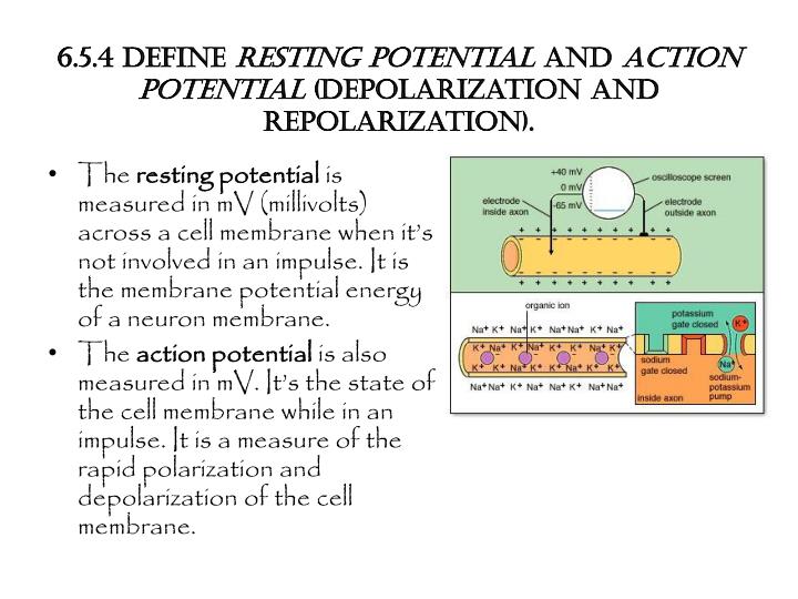 6 5 4 define resting potential and action potential depolarization and repolarization