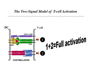 The Two-Signal Model of T-cell Activation