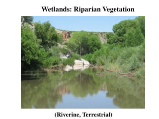 Wetlands: Riparian Vegetation