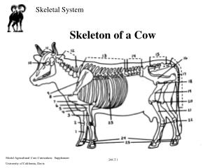 Skeleton of a Cow