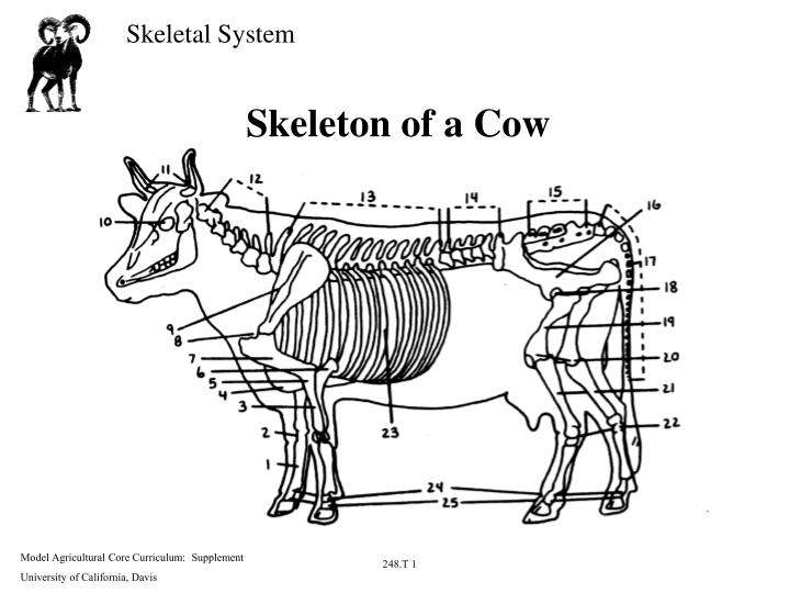 skeleton of a cow
