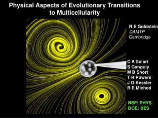 Physical Aspects of Evolutionary Transitions to Multicellularity