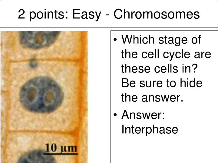 2 points easy chromosomes