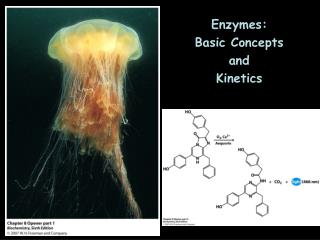 Enzymes: Basic Concepts and Kinetics