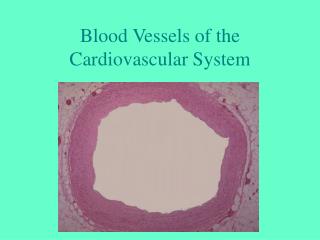 Blood Vessels of the Cardiovascular System