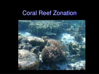 Coral Reef Zonation