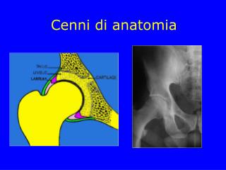 cenni di anatomia