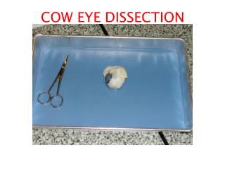 COW EYE DISSECTION
