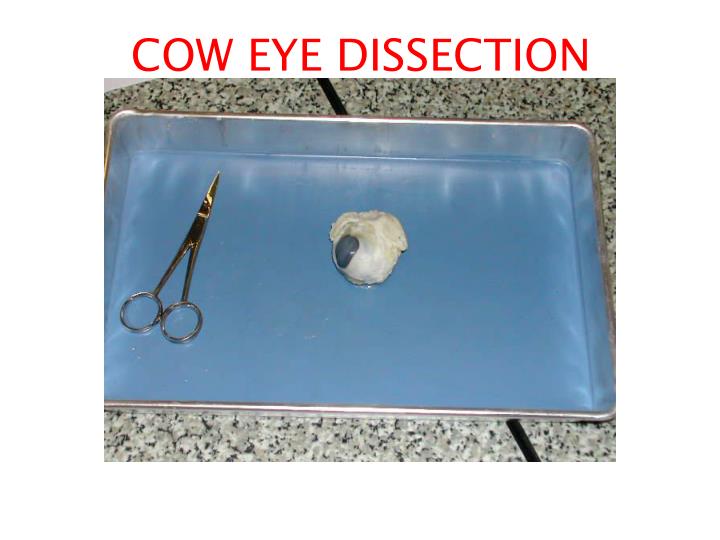 ppt-cow-eye-dissection-powerpoint-presentation-free-download-id