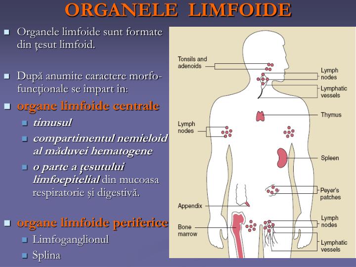 organele limfoide