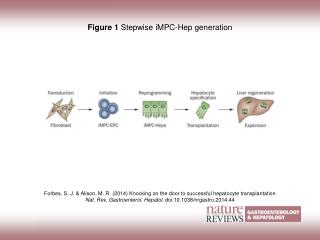 Figure 1 Stepwise iMPC-Hep generation
