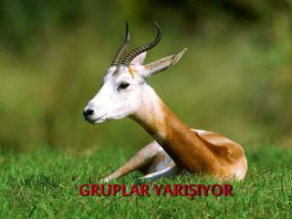 gruplar yari iyor