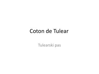 c oton de tulear
