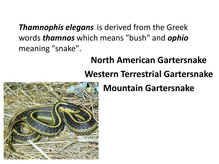 thamnophis elegans is derived from the greek words thamnos which means bush and ophio meaning snake