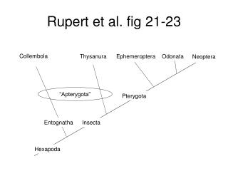 Rupert et al. fig 21-23