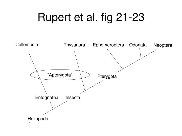 rupert et al fig 21 23