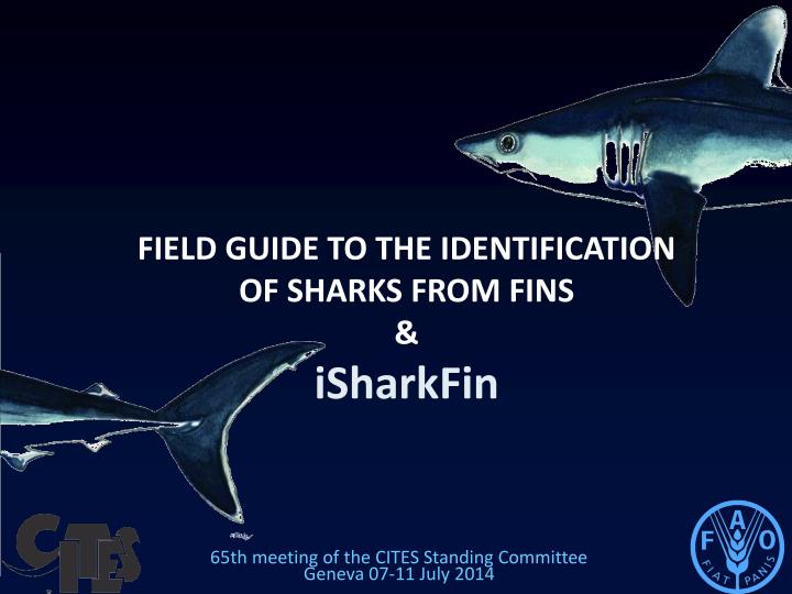 field guide to the identification of sharks from fins isharkfin
