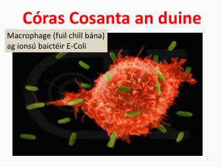 c ras cosanta an duine