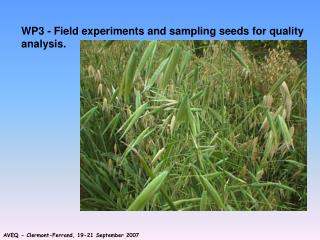 WP3 - Field experiments and sampling seeds for quality analysis.