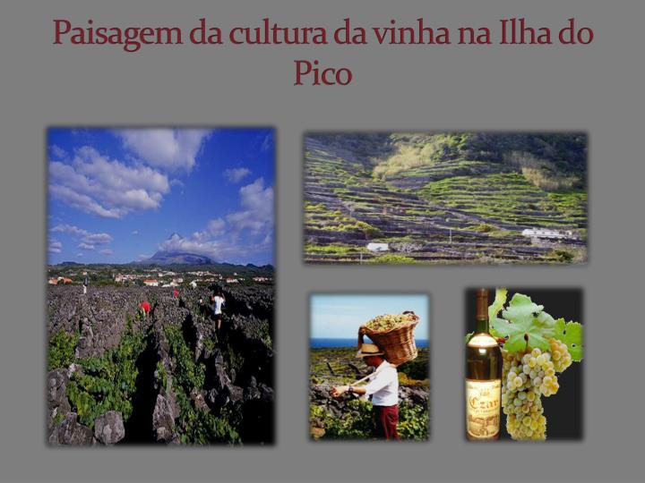 paisagem da cultura da vinha na ilha do pico