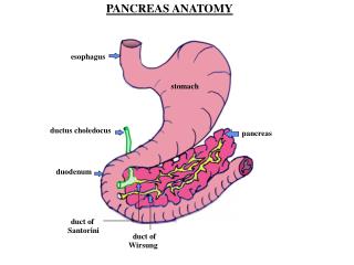 PANCREAS ANATOMY