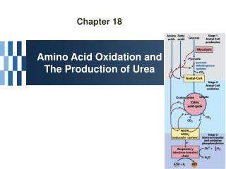 Chapter 18 Amino Acid Oxidation and The Production of Urea