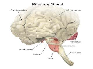 TROPIC HORMONES OF PITUITARY Somatotropic hormone ( growth hormone)