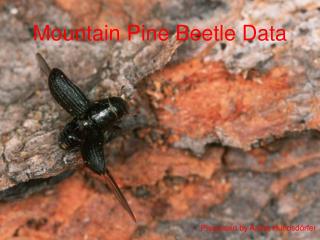 Mountain Pine Beetle Data