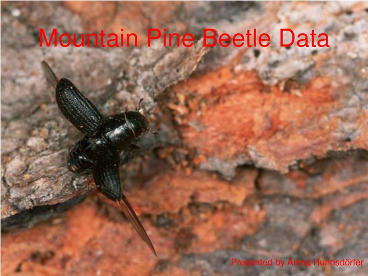 mountain pine beetle data