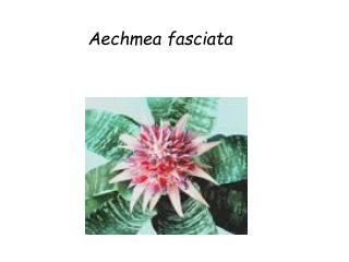 aechmea fasciata