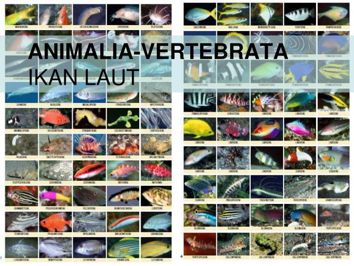 animalia vertebrata ikan laut