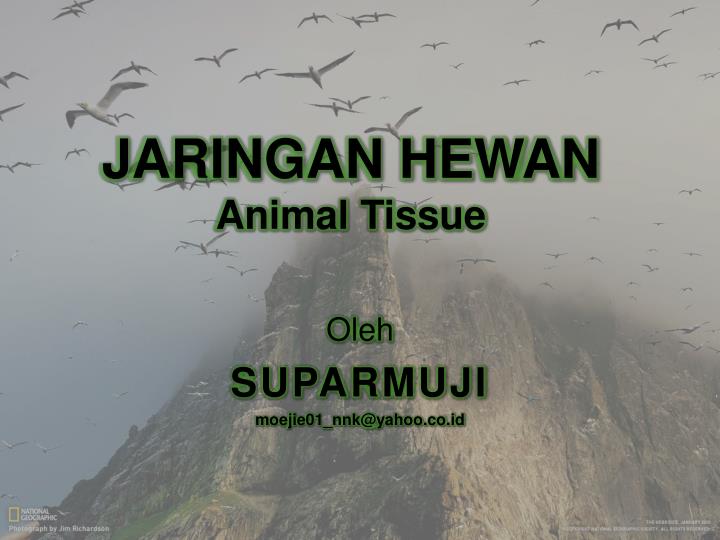 jaringan hewan animal tissue