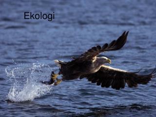 ekologi