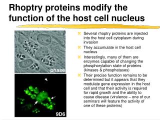 Rhoptry proteins modify the function of the host cell nucleus