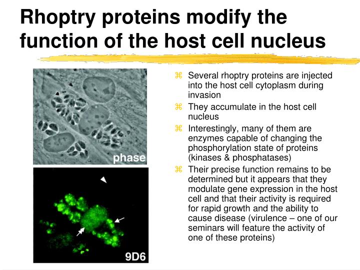 rhoptry proteins modify the function of the host cell nucleus