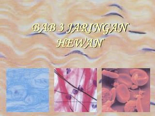 bab 3 jaringan hewan