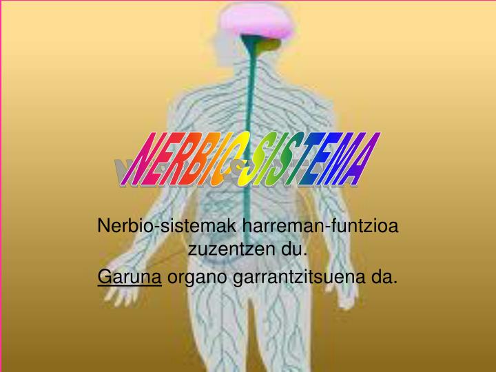 nerbio sistemak harreman funtzioa zuzentzen du garuna organo garrantzitsuena da