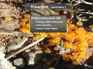 ryb rstvo predn ka 3