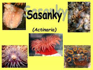 actinaria