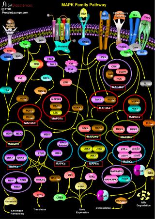 mapk family pathway