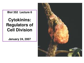 Biol 352 Lecture 6 Cytokinins: Regulators of Cell Division January 24, 2007