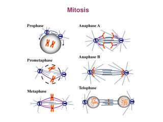 mitosis