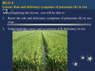 RLO 4 Lesson: Role and deficiency symptoms of potassium (K) in rice