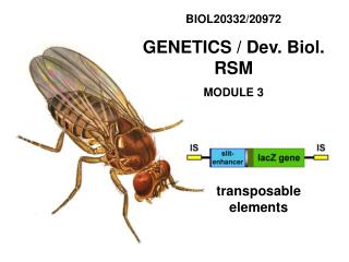 transposable elements