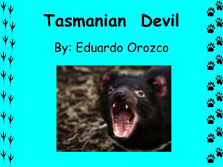 Tasmanian Devil