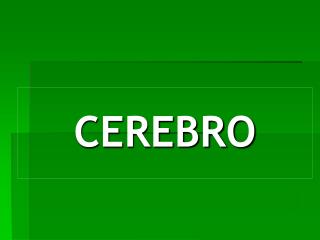 cerebro