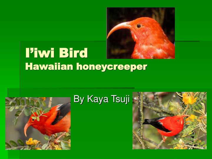 i iwi bird hawaiian honeycreeper