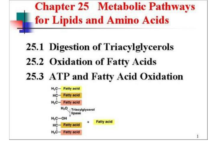 lipid metabolism