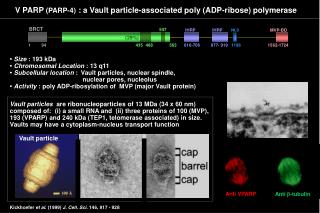 V PARP (PARP-4) : a Vault particle-associated poly (ADP-ribose) polymerase
